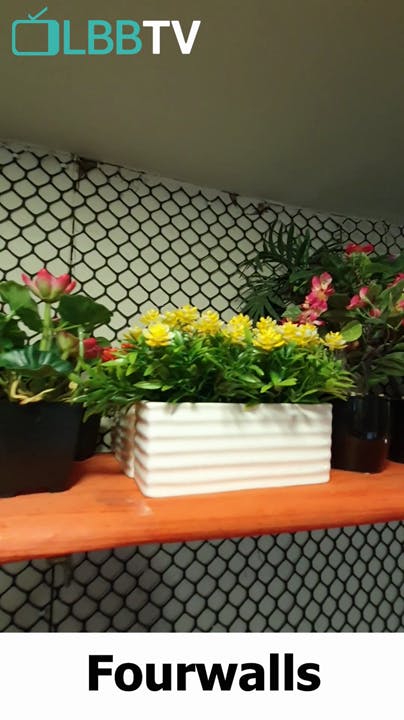 Flowerpot,Flower,Plant,Houseplant,Gerbera,Herb,Window,Rectangle,Floristry,Floral design