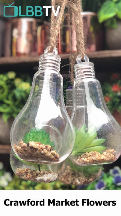 Mason jar,Bird feeder,Glass bottle,Plant,Nepenthes,Bottle,Glass,Moss