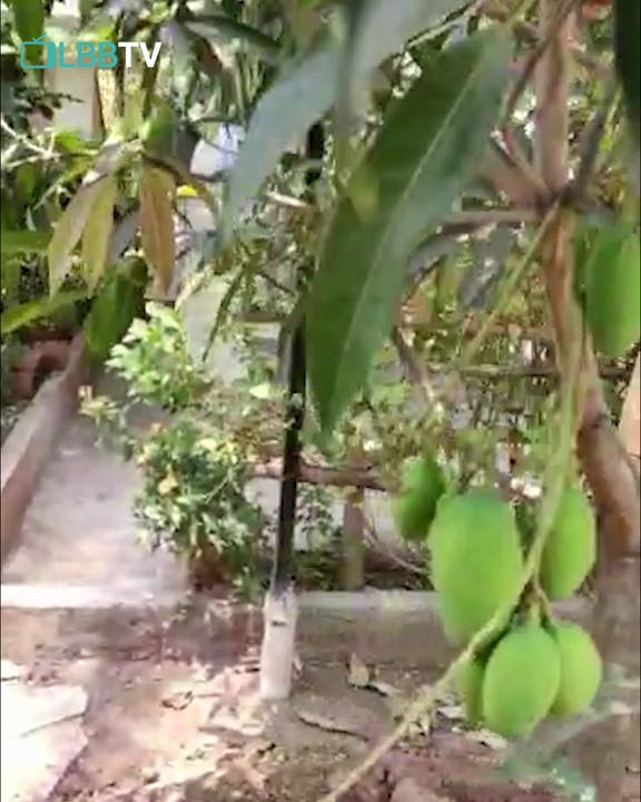 Plant,Flower,Tree,Leaf,Flowering plant,Fruit,Banana,Banana family,Fruit tree,Food