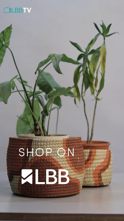 Plant,Flowerpot,Green,Houseplant,Terrestrial plant,Font,Wood,Flowering plant,Rectangle,Herb