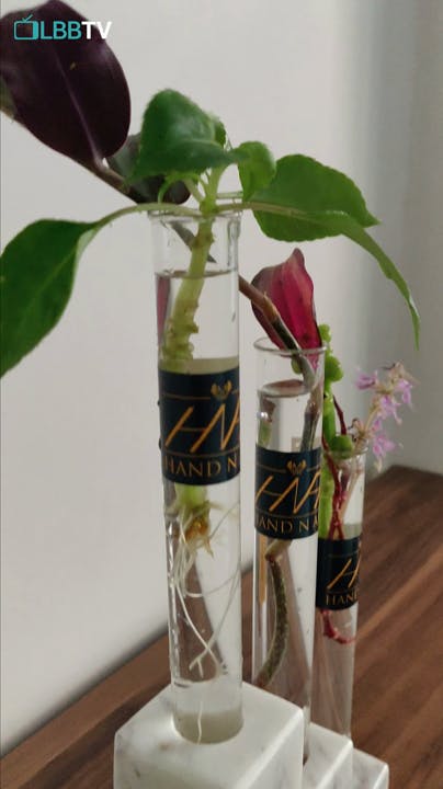 Flower,Plant,Liquid,Vase,Fluid,Twig,Drinkware,Glass bottle,Flowering plant,Artifact